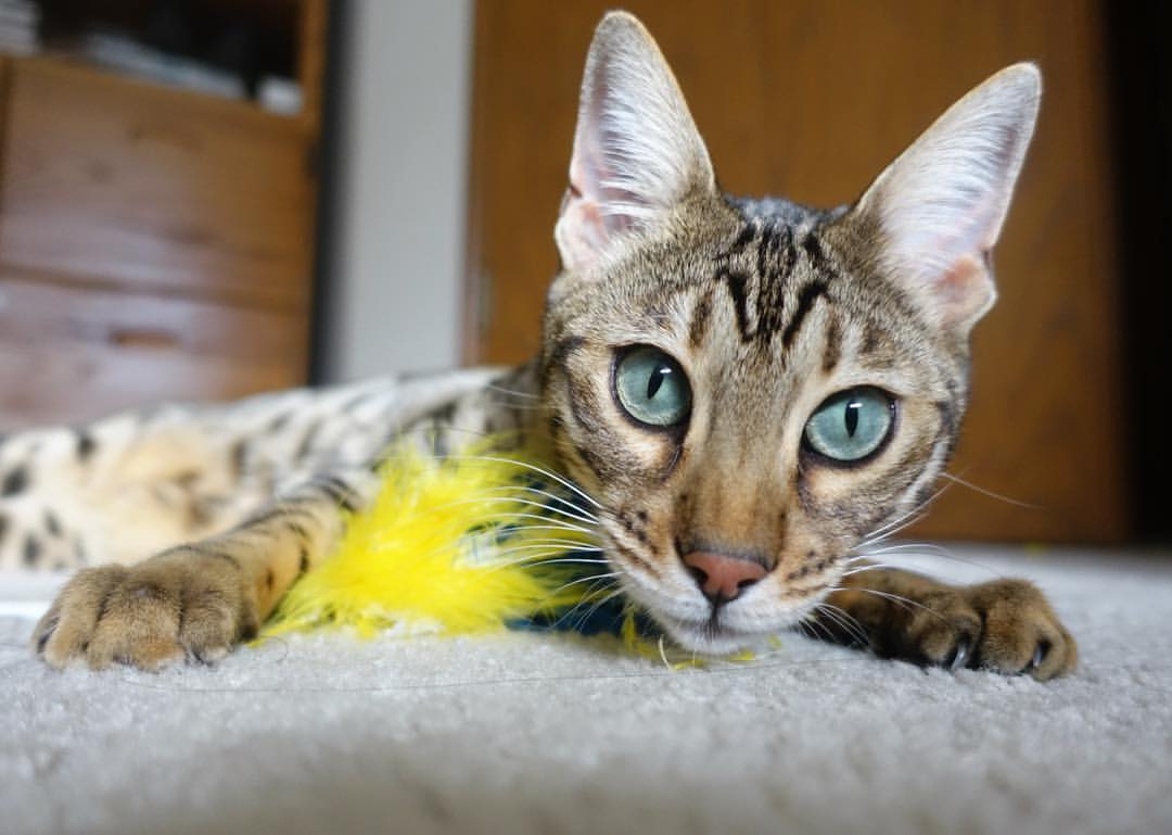 开云体育在线-奥运前哨的暗涌，魔术降维打击老鹰，揭示新周期篮球进化密码