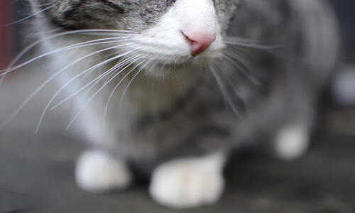 贝恩的节奏魔法，当孟菲斯心脏遇上辽宁铁血