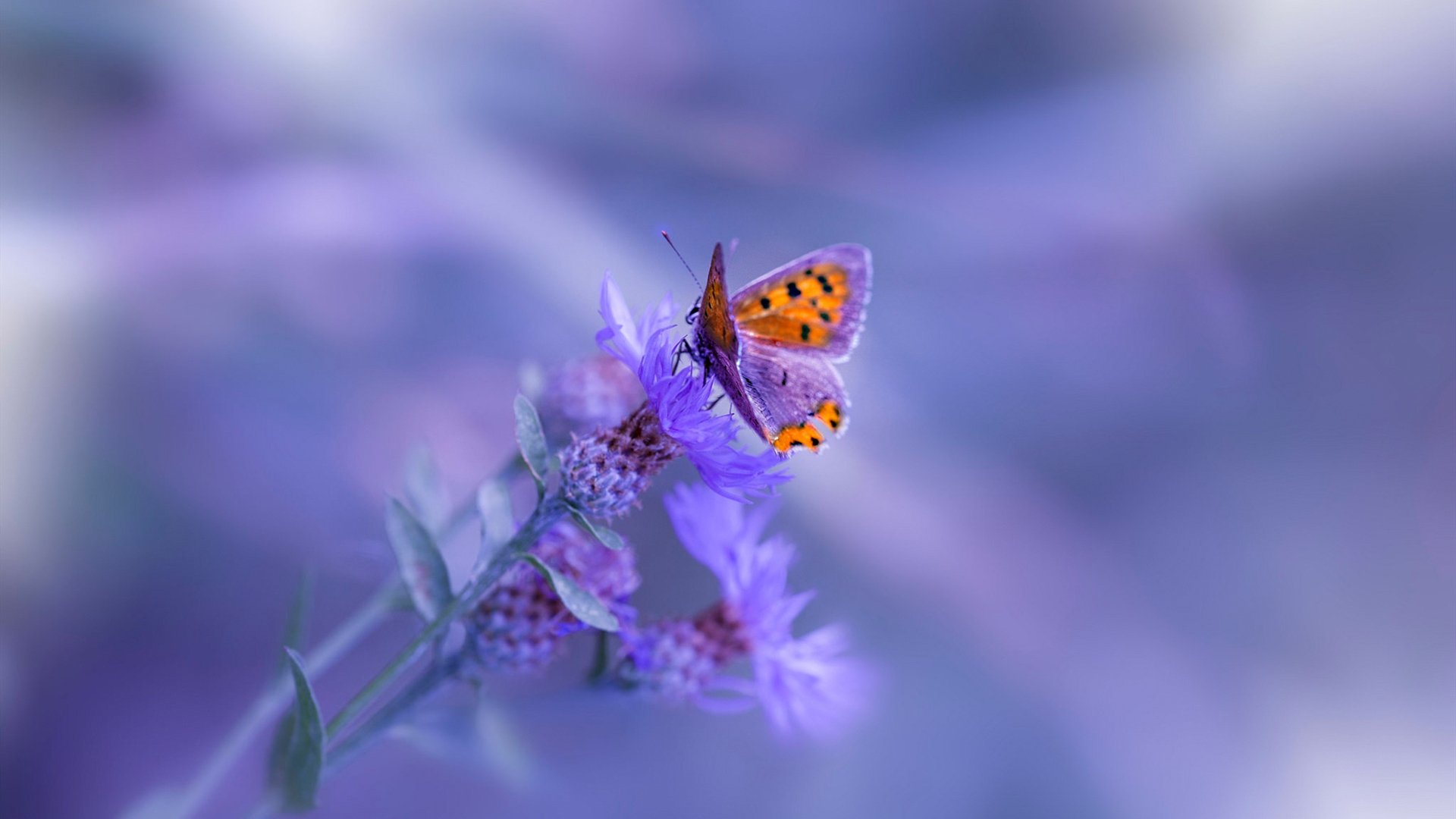 开云体育入口-诺坎普的篮球火焰，当国家德比的绿茵激情照亮克莱的得分风暴