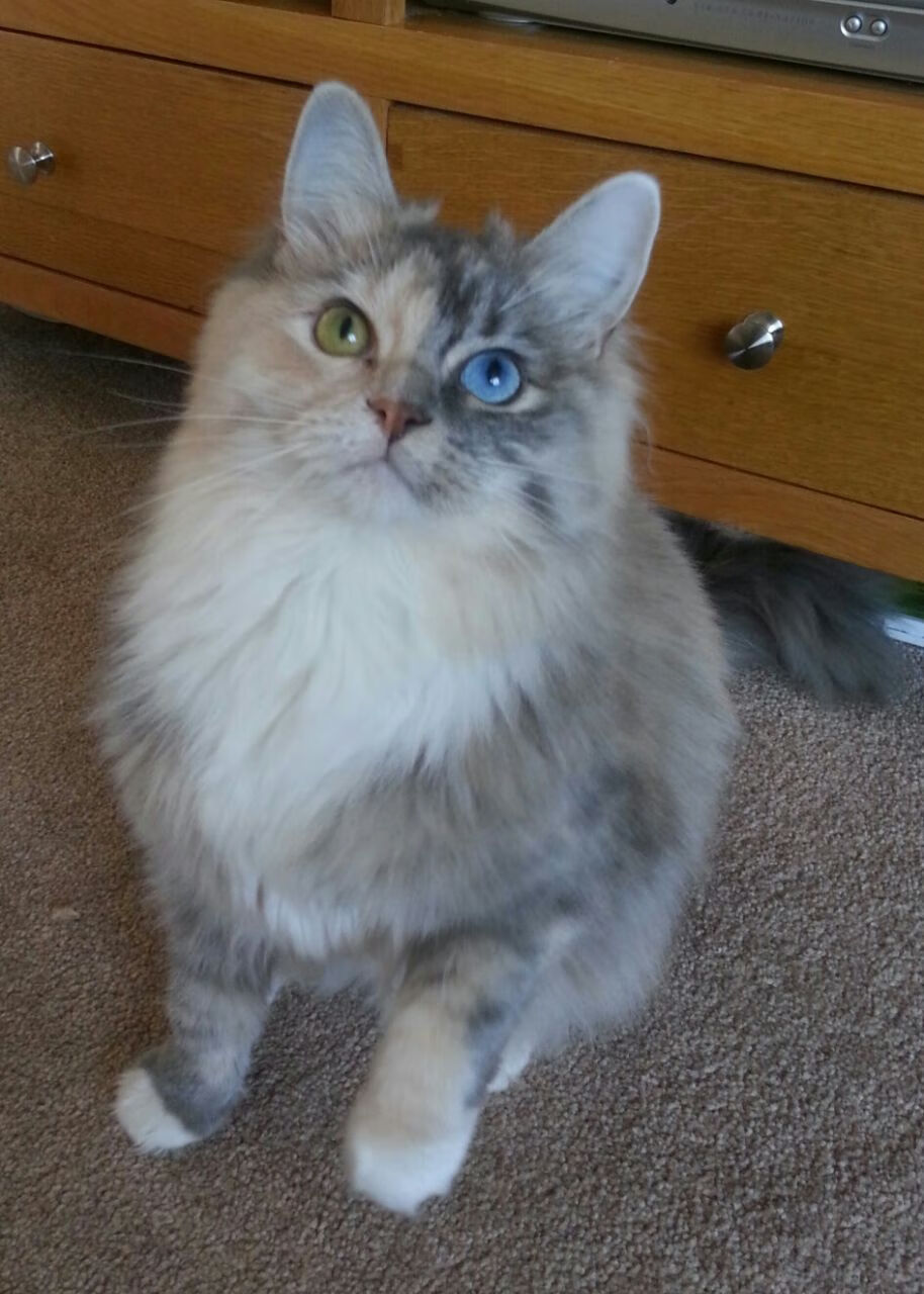 西甲国家德比之夜，当比分变成神迹，信徒只是保罗一人