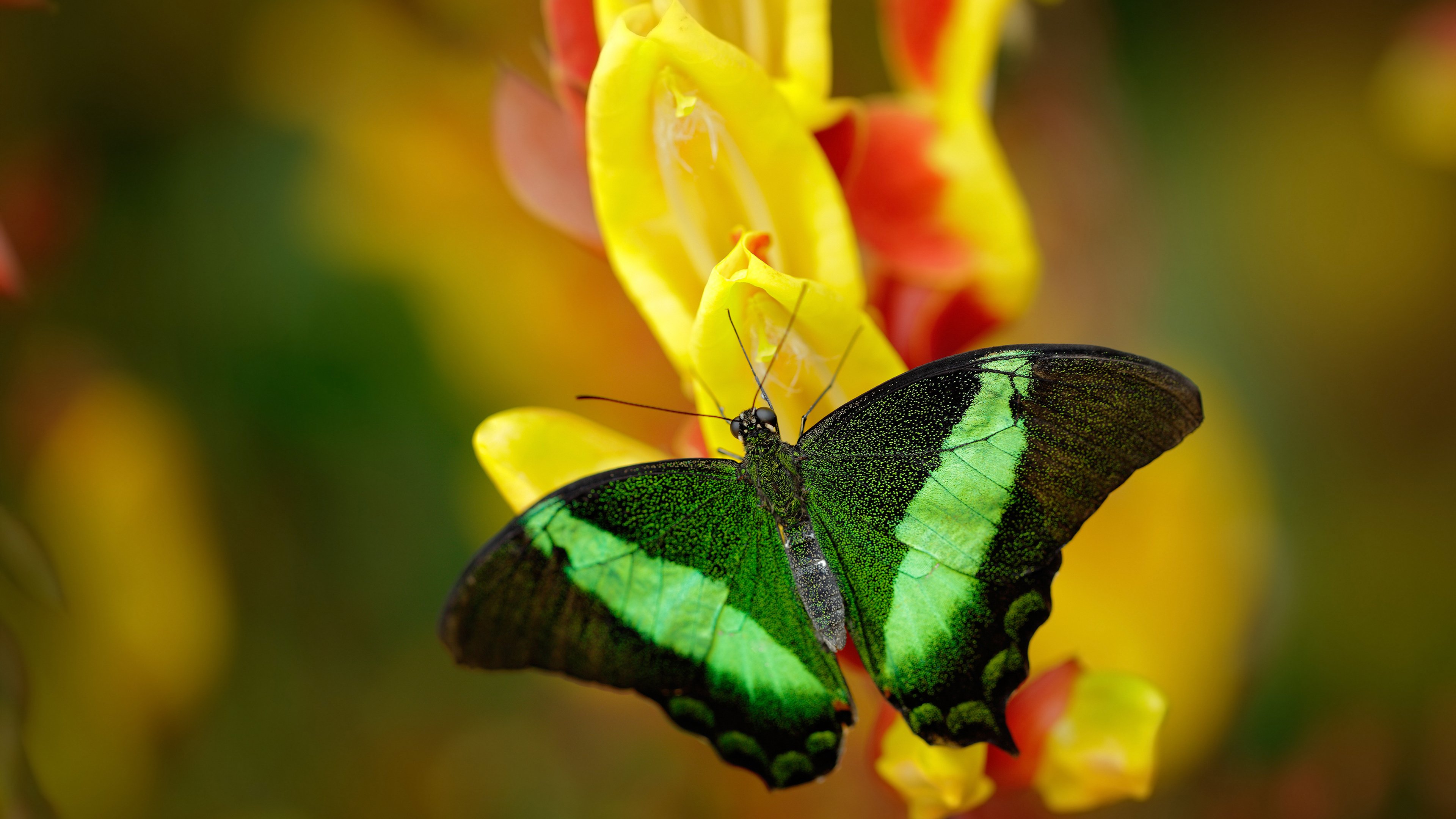 戈贝尔掉头之夜，当F1的喧嚣吞没NBA巨人的脚步