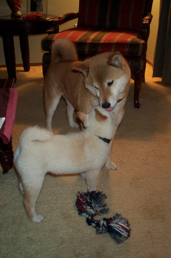 梦境罚球线，当若日尼奥在NBA接管比赛，苏格兰正在力克土耳其