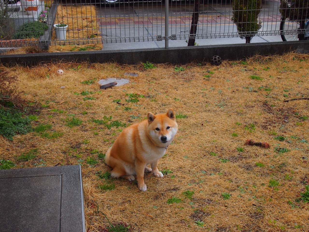 绝杀之夜，法比尼奥的救赎，佛罗伦萨的最后心跳