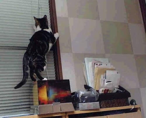 开云体育APP下载-终结者的双重奏，当76人扼杀尼克斯，武切维奇在欧洲战场写下英雄注脚