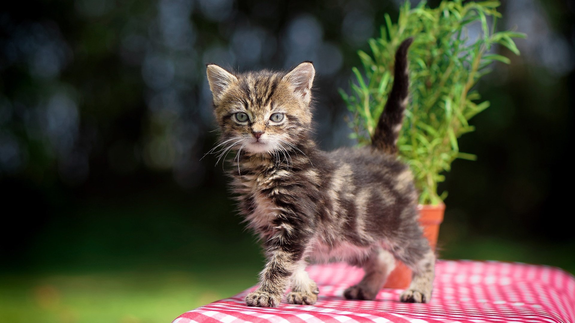巴黎友谊赛，巴尔韦德爆发难敌阿尔及利亚节奏掌控