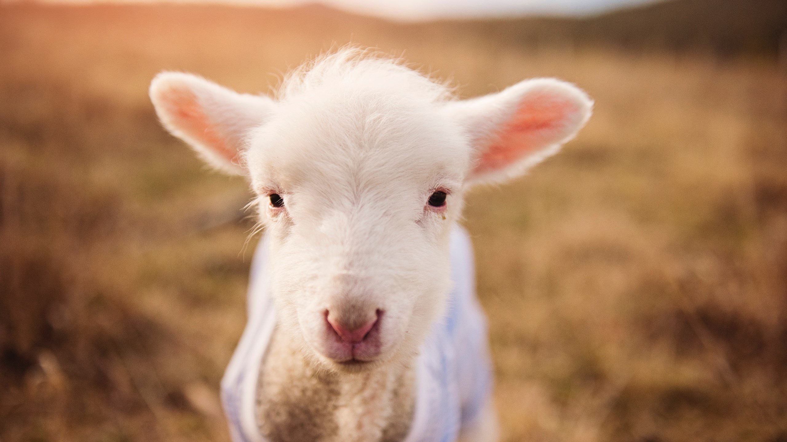 唯一的防守艺术家，阿拉巴如何将欧冠半决赛变成他的独奏舞台