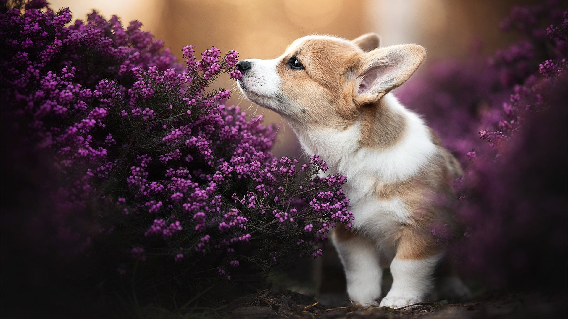 烽火赛季的奇迹，当体育在战火阴影下照亮希望之路