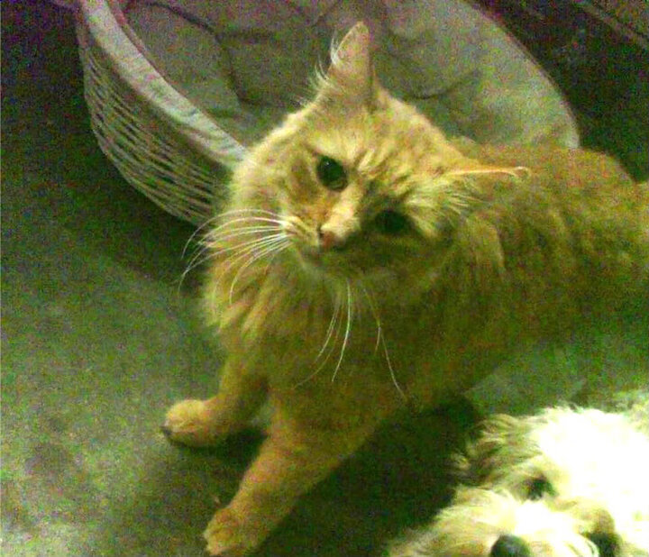 防守艺术，伦纳德的存在感与热火封锁魔术的战术解密