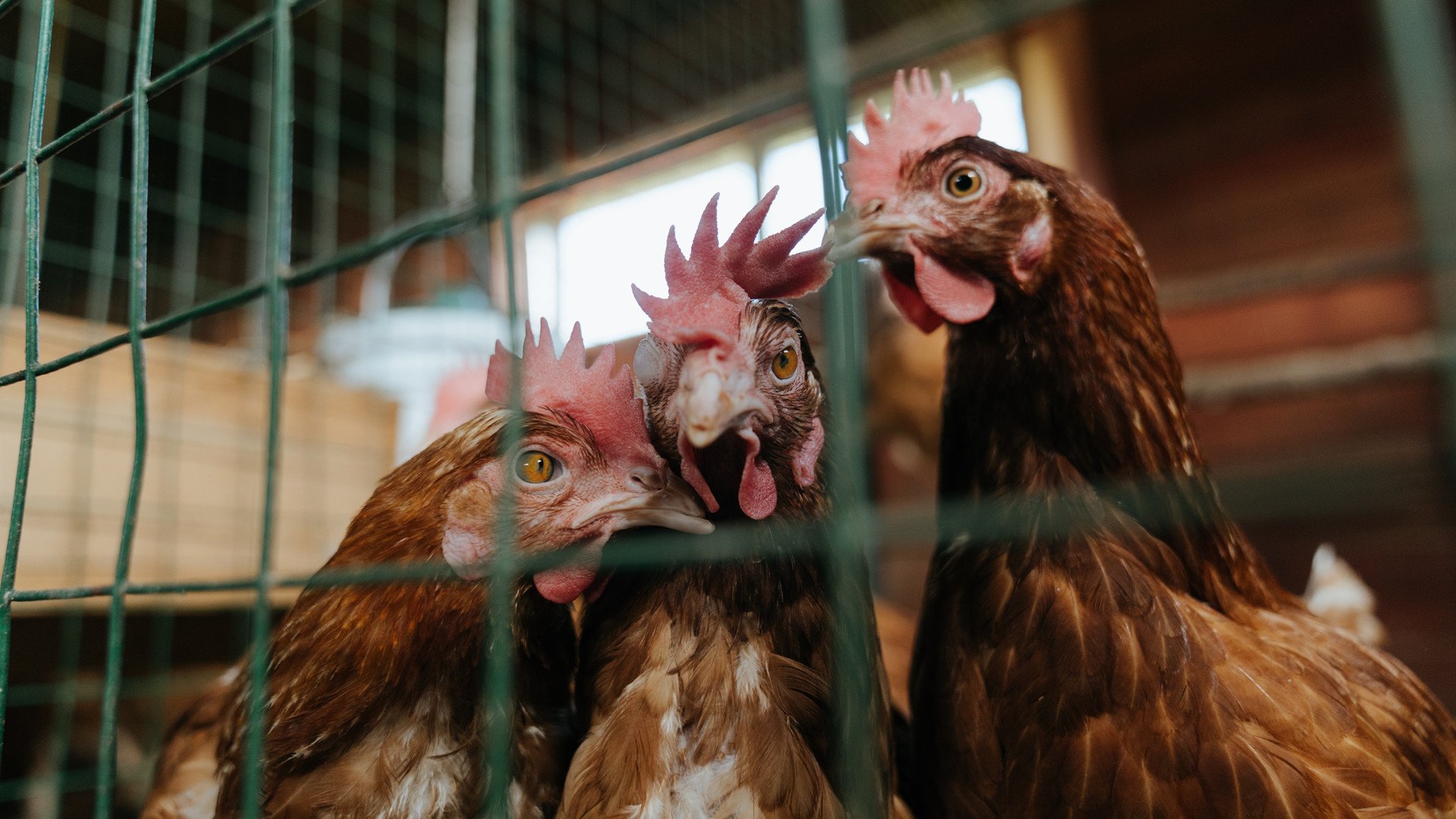 开云体育app-小人物大心脏，马克西血染征袍，浙江饮恨四强战