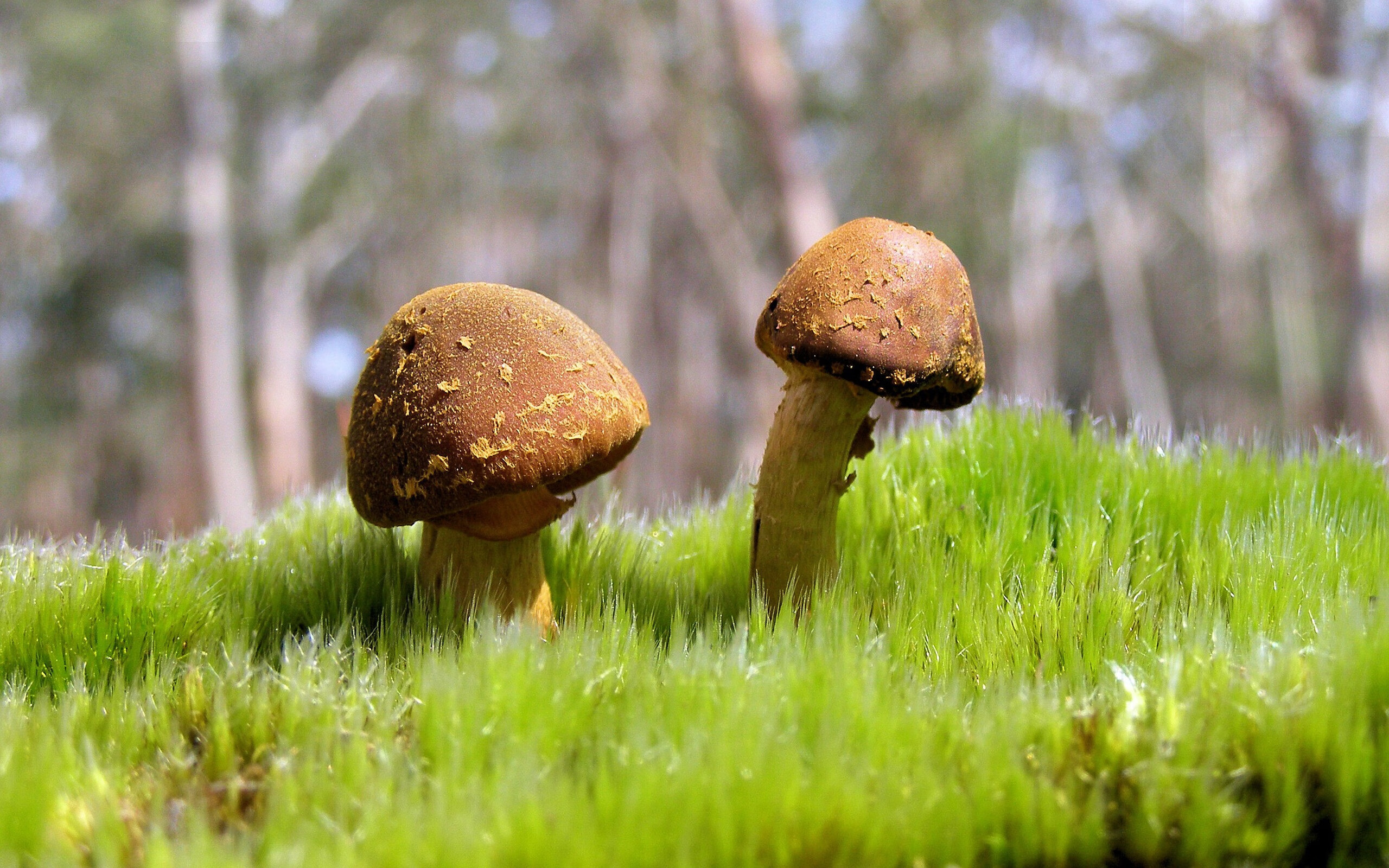 2026世界杯之夜，当贝恩的火焰点燃时间的裂缝