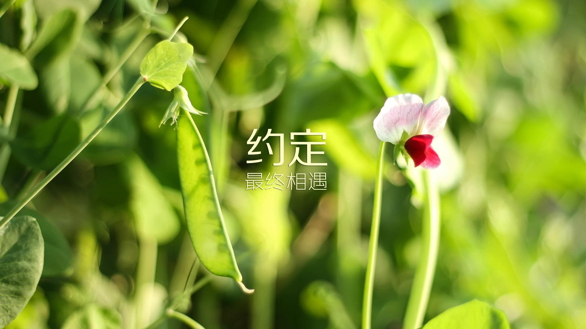 开云体育APP下载-2026世界杯历史重演，越南绝杀加拿大，塔雷米导演逆转，门将神勇铸就经典